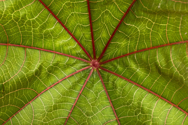 istock Leaf of ricinus communis. Natural background 860715936