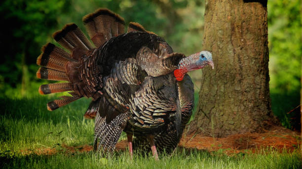 istock Single Male Wild Turkey Walking in Forest 860716198