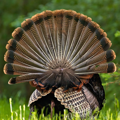 Back of a single male wild turkey with puffed feathers and a full fan of feathers walking away as if to say \