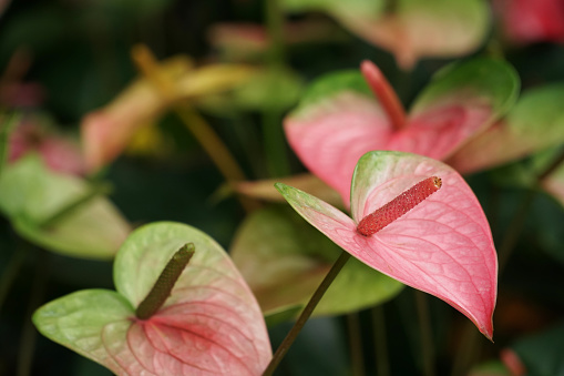 Flamingo Flower or Boy Flower (Anthurium) is a flowering plant that can grow in low light. Popular to decorate the house or bring to the flower basket to give special words in the festival.