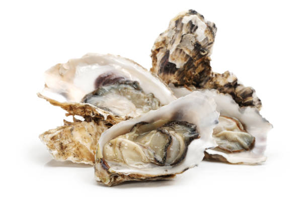 白い背景の上に新鮮な牡蠣 - prepared oysters ストックフォトと画像