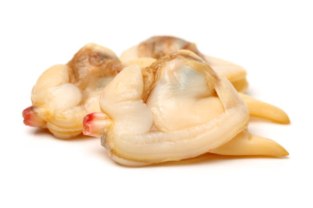 istock Clam meat isolated on white background 860721262