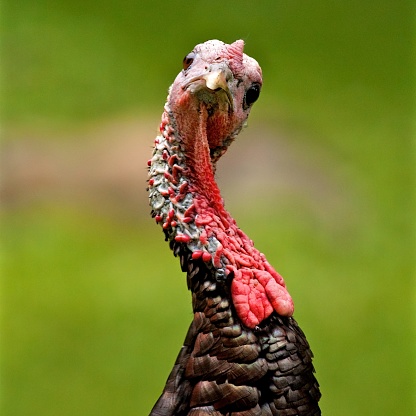 The head and neck of a turkey cocked in such a way that the turkey looks  filled with curiosity