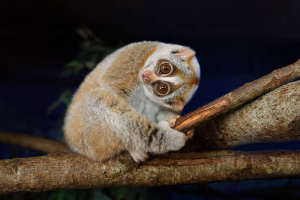 slow loris - kleinaffe stock-fotos und bilder