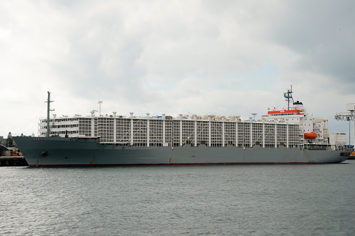 Livestock Carrier Shipping Vessel - Fremantle - Australia