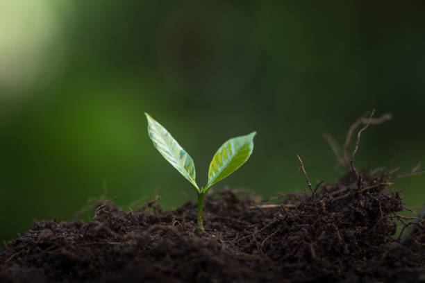 istock Plant Coffee seedlings in nature 860729144