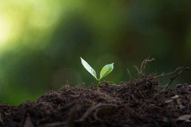 istock Plant Coffee seedlings in nature 860729200