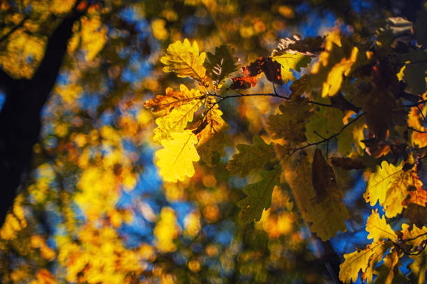 istock Autumn leaves, for background 860731828