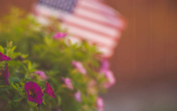 istock Defocused American flag with petunia flowers in back yard 860735430