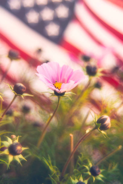 istock Defocused American flag with cosmos flowers 860735440