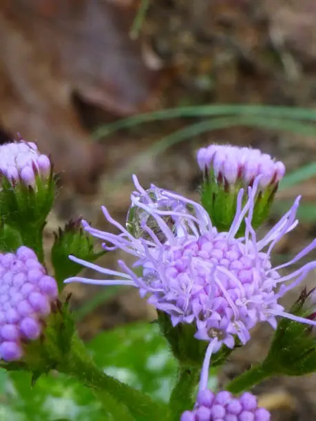 Raindrop on a blue Mistflower