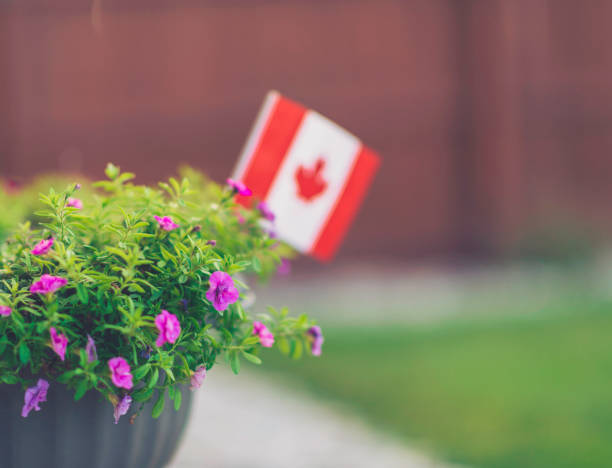 istock Defocused Canadian flag with petunia flowers in back yard 860735472
