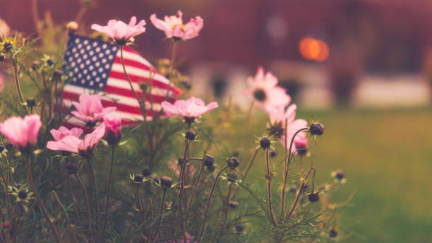 istock Defocused American flag with cosmos flowers 860735558