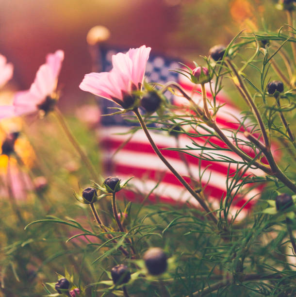 istock Defocused American flag with cosmos flowers 860735576