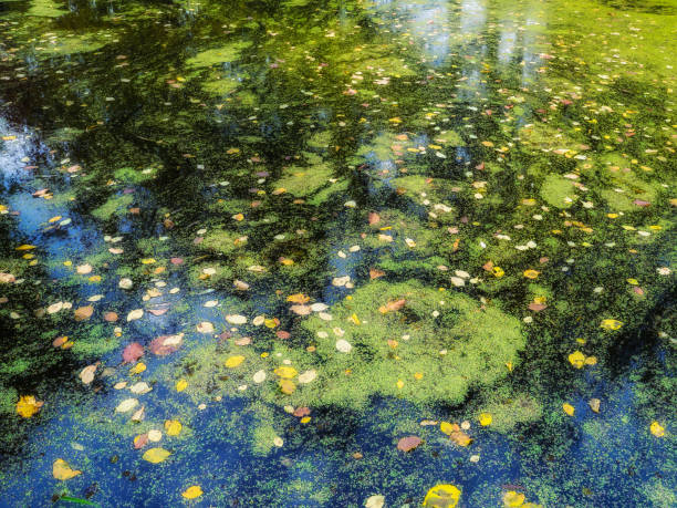 istock Duckweed and a leaf on the water.Maple leaf in the channel in the fall 860735606