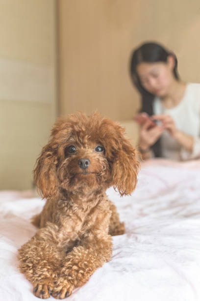 istock woman playing smartphone while her pet dog on bed 860739248