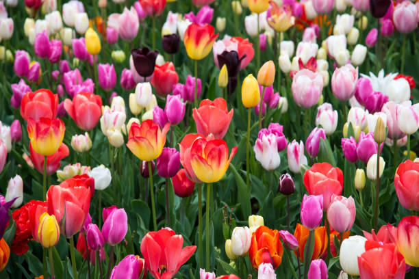 istock Blooming flowers in park. Netherlands, Europe 860739298