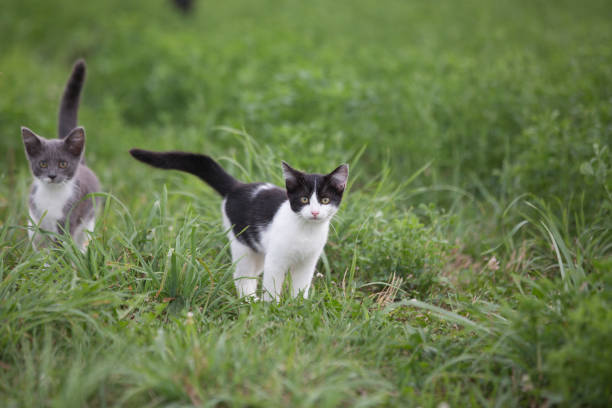 istock Feral cats in rural Indiana 860740016
