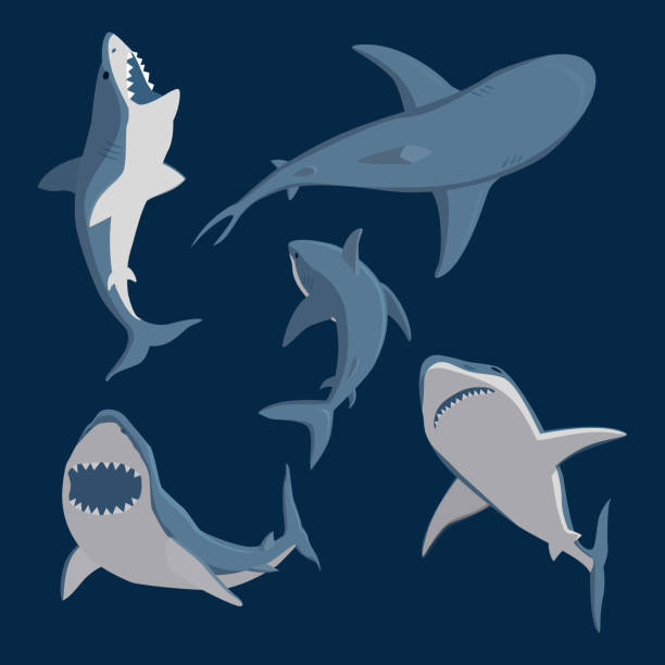 вектор иллюстрация зубастое плавание сердитый акула животных морской рыбы характер подводный милый талисман морской дикой природы - shark animal blue cartoon stock illustrations