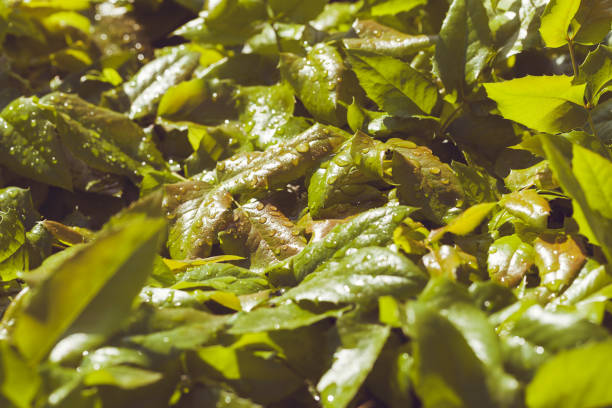 istock wet  green leaves 860742718