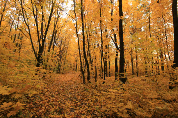 autumn forest