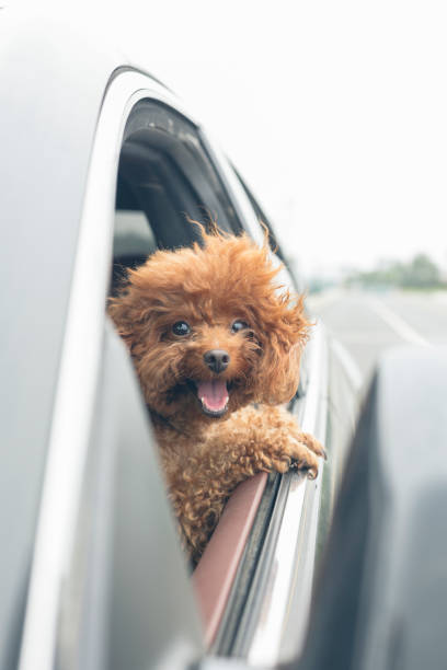 istock puppy teddy riding in car with head out window 860743122