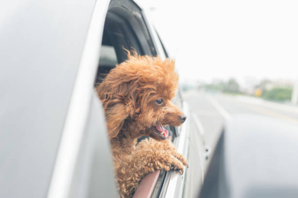 istock puppy teddy riding in car with head out window 860743124