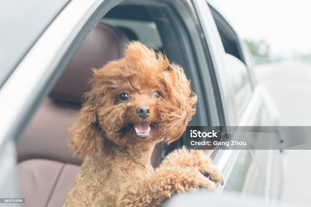 cucciolo orsacchiotto in auto con la testa fuori dal finestrino - Foto stock royalty-free di Cane