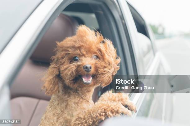 Cucciolo Orsacchiotto In Auto Con La Testa Fuori Dal Finestrino - Fotografie stock e altre immagini di Cane