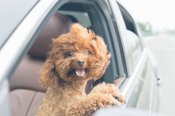 puppy teddy riding in car with head out window stock photo