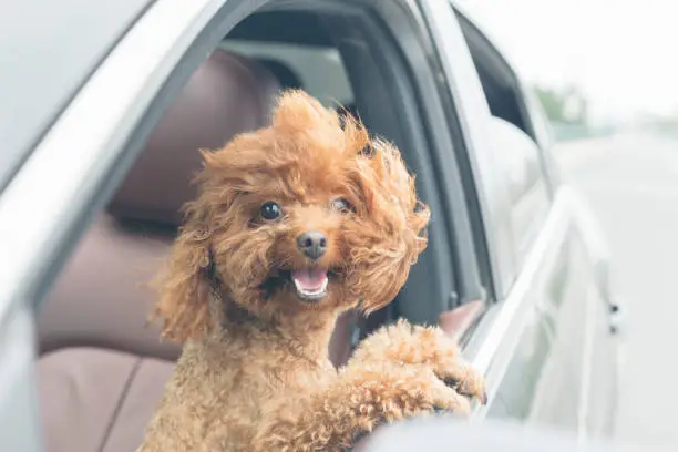 Photo of puppy teddy riding in car with head out window