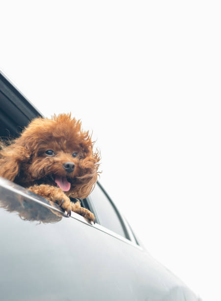 istock puppy teddy riding in car with head out window 860743246