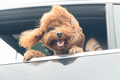 young happy woman with teddy dog seen through car window