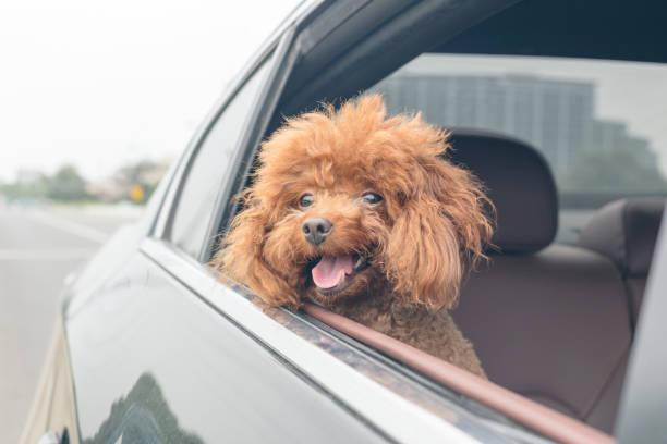 istock puppy teddy riding in car with head out window 860743392