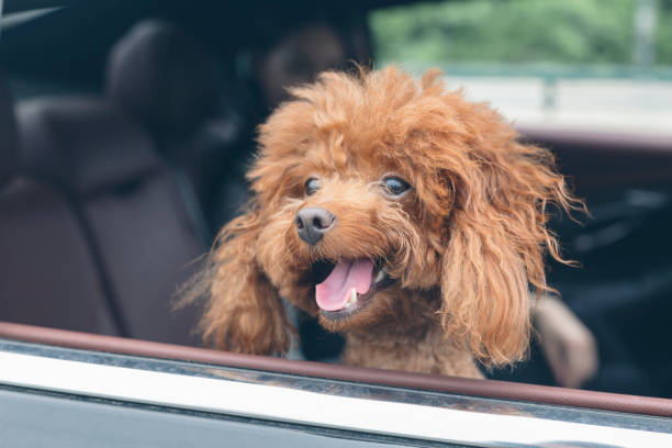 istock puppy teddy riding in car with head out window 860743394