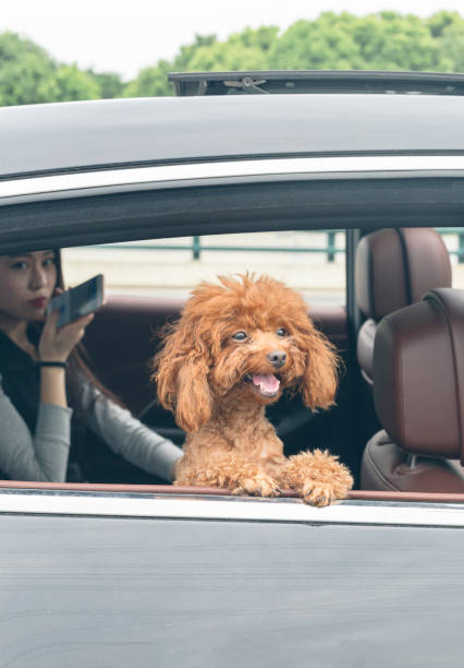 istock beautiful woman using smartphone in car with puppy teddy on side 860743444