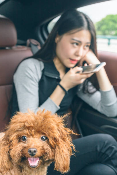 istock beautiful woman using smartphone in car with puppy teddy on side 860743480