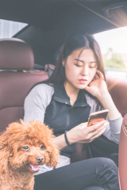 istock beautiful woman using smartphone in car with puppy teddy on side 860743482