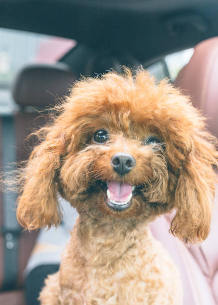 istock puppy teddy riding in car with head out window 860743542