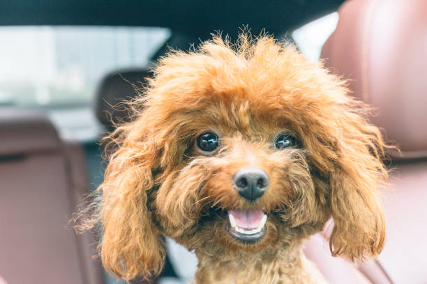 istock puppy teddy riding in car with head out window 860743548