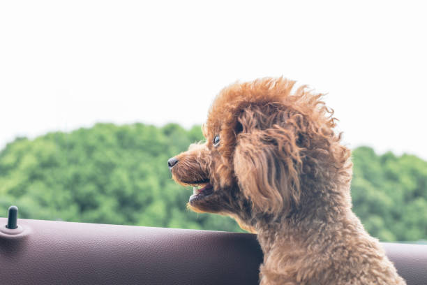 istock puppy teddy riding in car with head out window 860743598