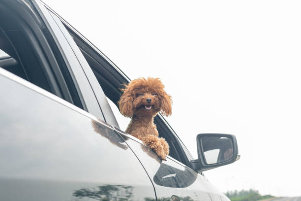 istock puppy teddy riding in car with head out window 860743604
