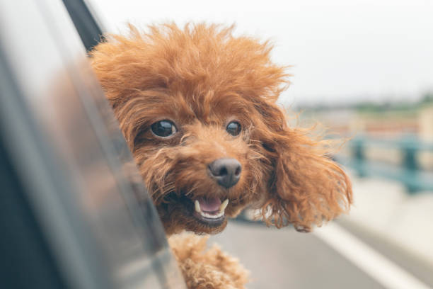 istock puppy teddy riding in car with head out window 860746072