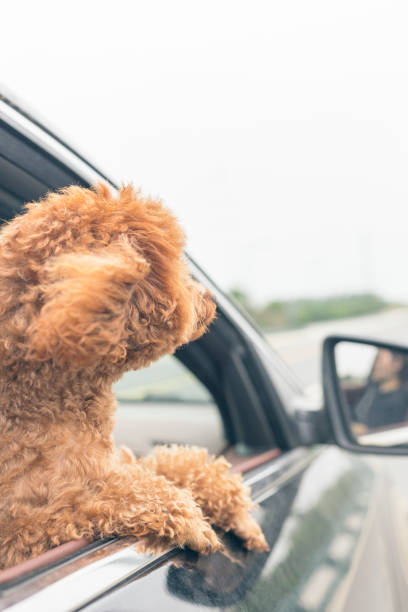 istock puppy teddy riding in car with head out window 860746152