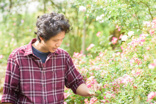 istock Asian man gardener holding rose in a garden 860746742