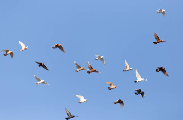 istock Pigeons on a background of blue sky 860749870