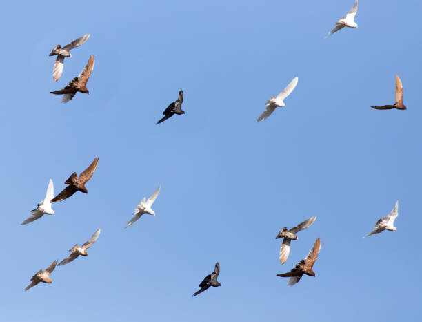 istock Pigeons on a background of blue sky 860750024