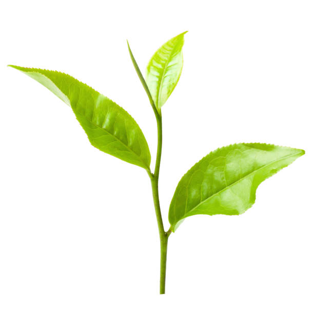 istock Fresh tea leaves isolated on the white background. 860750394