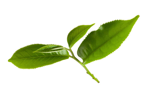 istock Fresh tea leaves isolated on the white background. 860750464