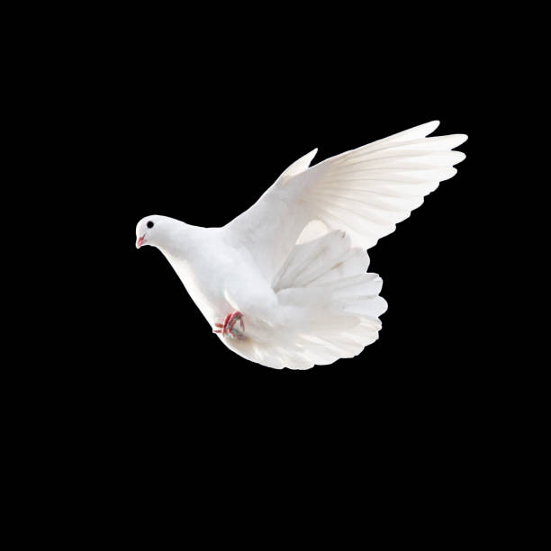 istock white dove on a black background 860750646